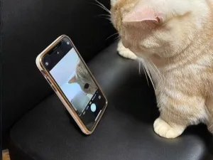 Фотографирую