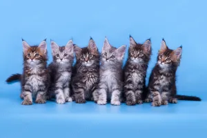 Пятница-кошатница