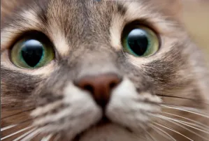 Коточетверг и пятница-кошатница